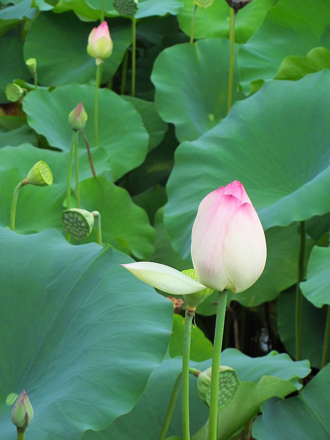 Lotus blossem They are pink as blossem, yellow as flower and magnificent as seed pot.<br />
Found them rather large Indian lotus,Nelumbo nucifera,lotus flower,lotus seed pot