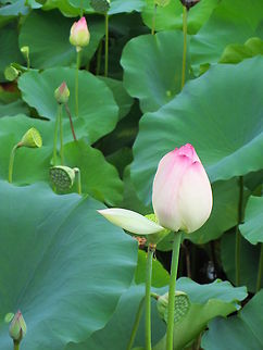 Lotus blossem They are pink as blossem, yellow as flower and magnificent as seed pot.
Found them rather large Indian lotus,Nelumbo nucifera,lotus flower,lotus seed pot