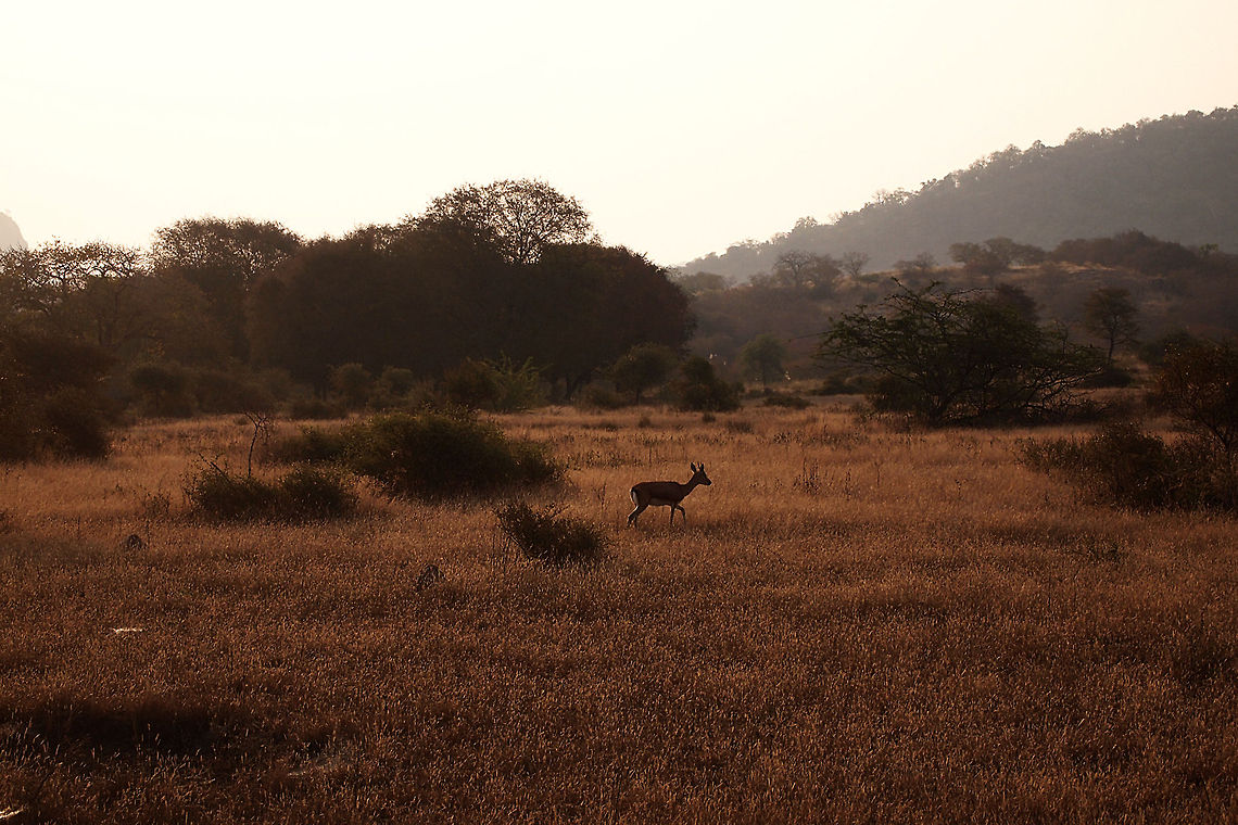 Your Lens Speaks My Thoughts! The Morning Sun, The Lazy Walk across the never-ending bushes &amp; The Warmth of one's own home can only be felt by being in the moment. Right Here, Right Now! Bushes,Forest,Freedom,Hippotragus niger,Morning,Sable antelope,Silhouette,Sun