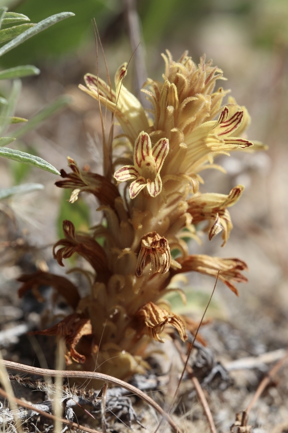 Parish’s broomrape Aphyllon parishii - a parasitic plant. Hosts are variable but typically of the asteraceae family.  Aphyllon parishii,Geotagged,Parish's Broomrape,Spring,United States,aphyllon
