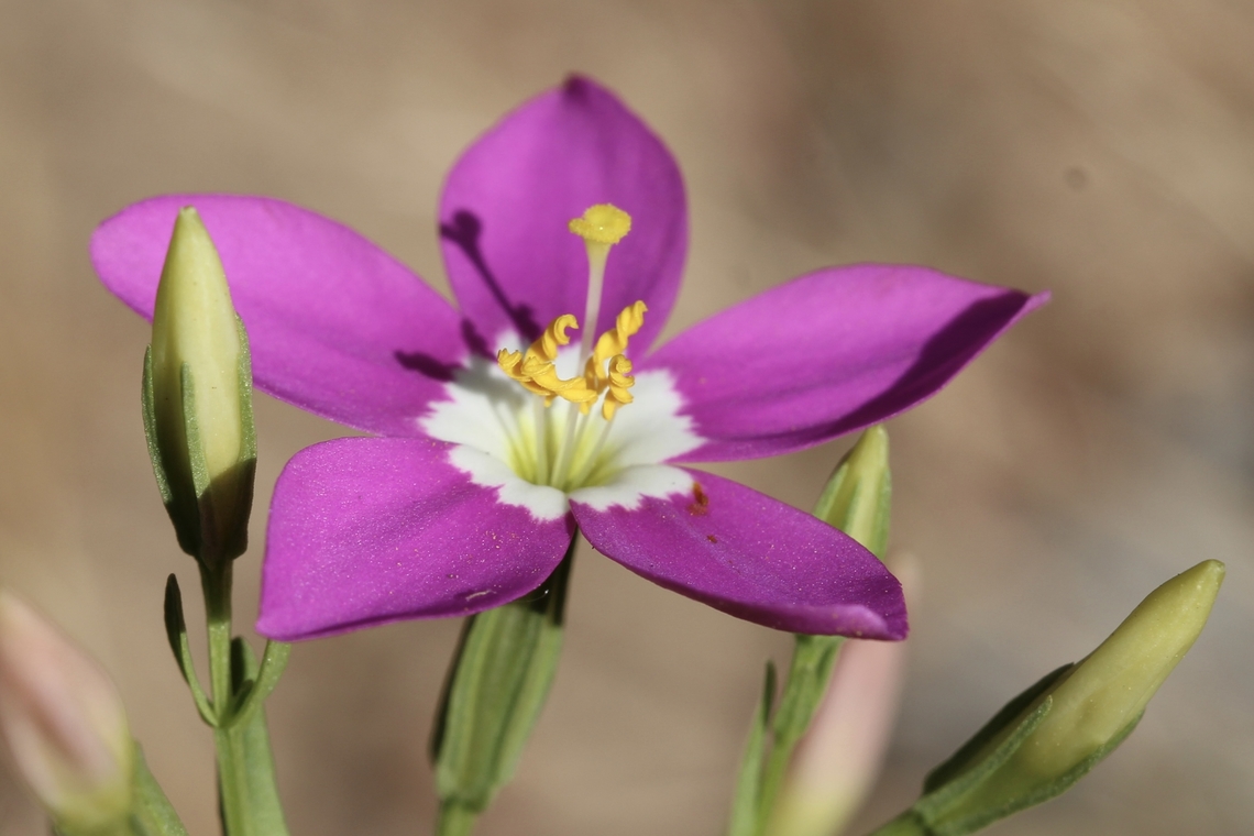 Canchalagua Zeltnera venusta Geotagged,Spring,United States,Zeltnera venusta