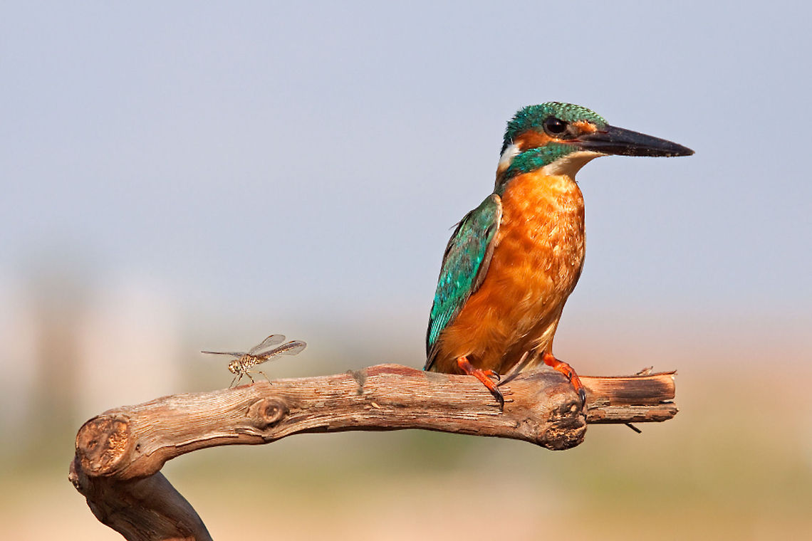 Kingfisher & Dragonfly Kingfisher &amp; Dragonfly. Alcedo atthis,Common Kingfisher,Insects,Kingfisher