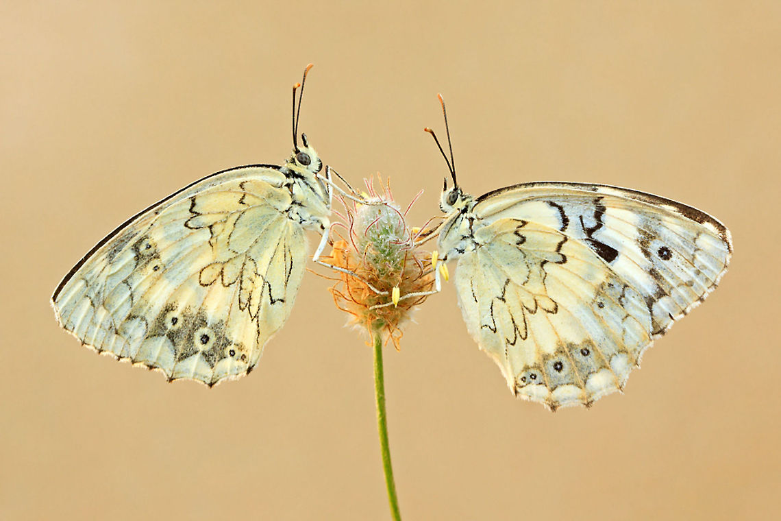 Butterfly as identical twins Two gorgeous butterflies sit across each other on a flower in an almost perfect mirror view. Butterfly,Insects,Levantine Marbled White,Macro,Melanargia titea