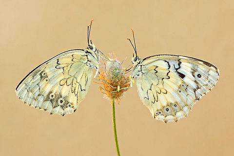 Butterfly as identical twins Two gorgeous butterflies sit across each other on a flower in an almost perfect mirror view. Butterfly,Insects,Levantine Marbled White,Macro,Melanargia titea