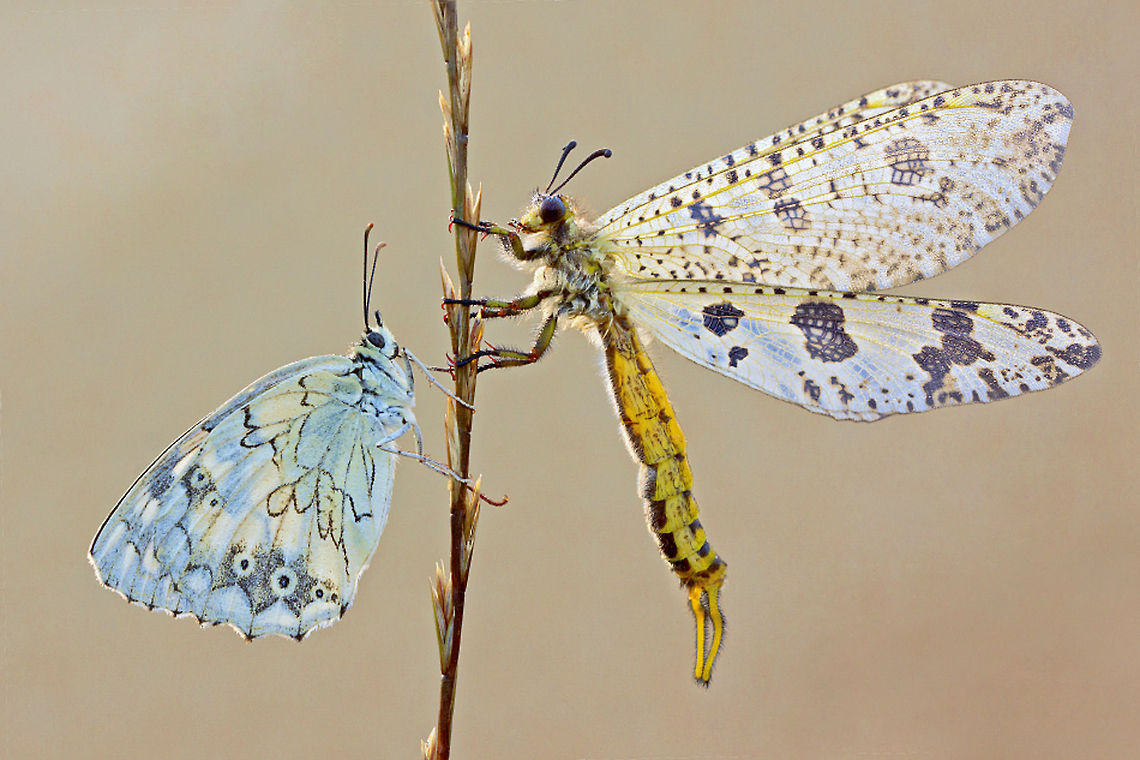 Levantine Marbled White Levantine Marbled White and Palpares libelluloides Insects,Levantine Marbled White,Melanargia titea,Palpares libelluloides,macro