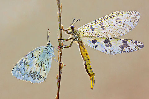 Levantine Marbled White Levantine Marbled White and Palpares libelluloides Insects,Levantine Marbled White,Melanargia titea,Palpares libelluloides,macro