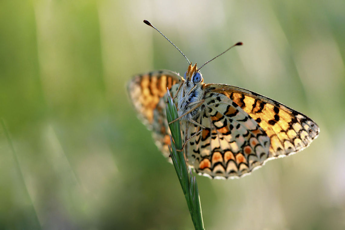 Butterfly closeup with tiger-like wing patterns Butterfly closeup with tiger-like wing patterns Butterfly,Insects,Melitaea ornata,macro