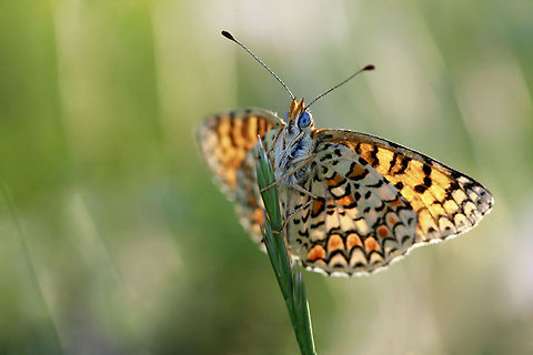Butterfly closeup with tiger-like wing patterns Butterfly closeup with tiger-like wing patterns Butterfly,Insects,Melitaea ornata,macro