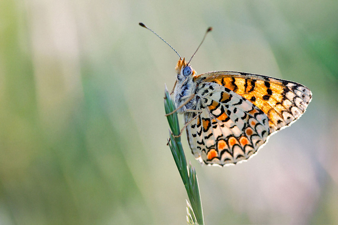 Butterfly at the top Butterfly closeup with tiger-like wing patterns Butterfly,Insects,Melitaea ornata,macro