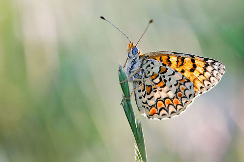 Butterfly at the top Butterfly closeup with tiger-like wing patterns Butterfly,Insects,Melitaea ornata,macro