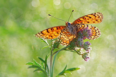 Butterfly as solar panel Orange butterfly sitting on a flower. Butterfly,Insects,Macro,Melitaea ornata,Melitaea telona
