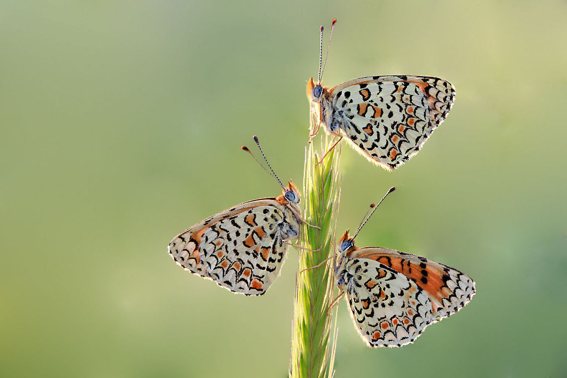 Butterfly Trio Three colorful butterflies occopy a string of wheat. Butterfly,Insects,Macro,Melitaea ornata,Melitaea telona