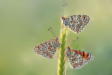 Butterfly Trio Three colorful butterflies occopy a string of wheat. Butterfly,Insects,Macro,Melitaea ornata,Melitaea telona