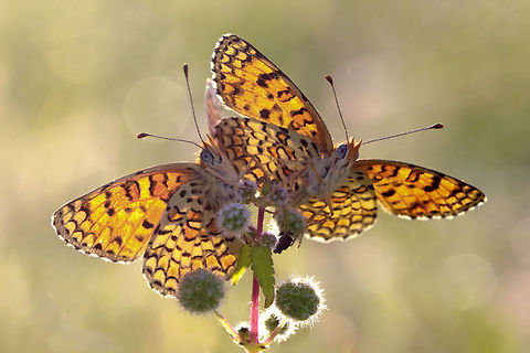 Couple of butterflies  Butterfly,Melitaea ornata