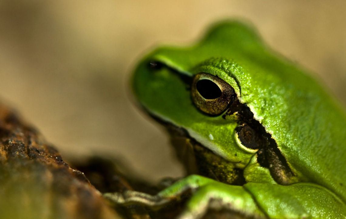Green Frog  Amphibians,Anura,European tree frog,Hyla arborea,frog