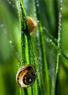 Two snails in the grass on a rainy day  Flora,Gastropoda,Snail,stem