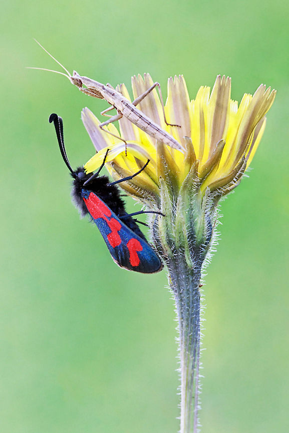 Summit meeting Zygaena sp. Insects,Macro,Zygaena graslini