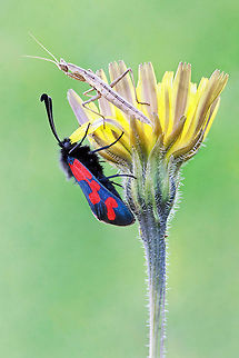 Summit meeting Zygaena sp. Insects,Macro,Zygaena graslini