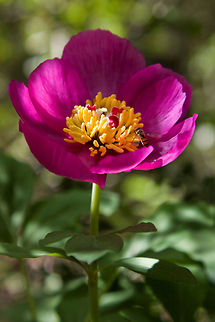 Beautiful purple flower with yellow core and hoverfly  Episyrphus balteatus,Flowers,Insects,Marmalade Hoverfly