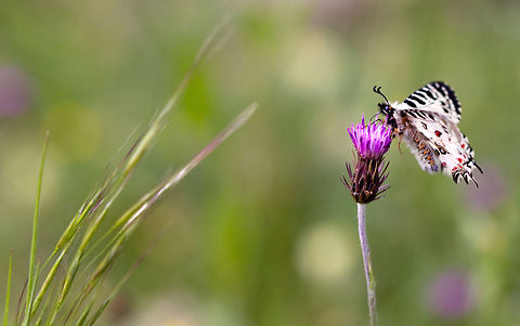 Butterfly on purple flower  Allancastria cerisyi,Butterfly,Insects,Rhopalocera