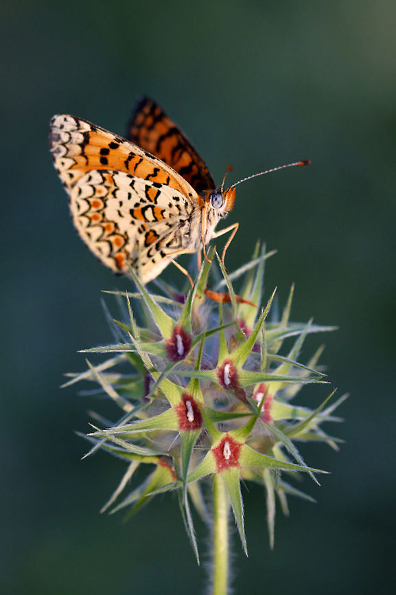 Orange butterfly on spiky plant  Butterfly,Insects,Melitaea ornata,Rhopalocera
