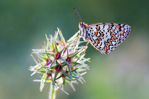 White-orange butterfly on Jerusalem's Knapweed White-orange dotted butterfly sits on a Jerusalem's Knapweed fritillary (Melitaea telona) Butterfly,Insects,Melitaea ornata,Rhopalocera