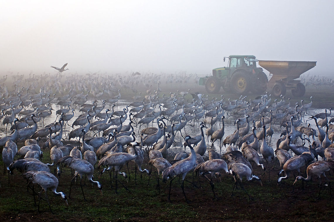 Crane army  Aves,Birds,Common Crane,Gruiformes,Grus grus,flock