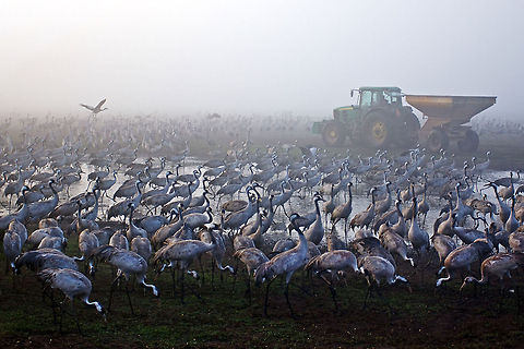 Crane army  Aves,Birds,Common Crane,Gruiformes,Grus grus,flock
