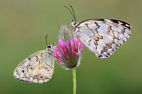 Butterfly twins  Butterfly,Insects,Melanargia titea