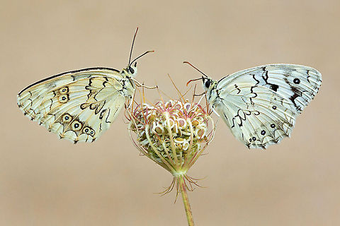 Butterfly mirror  Butterfly,Insects,Melanargia titea,Rhopalocera