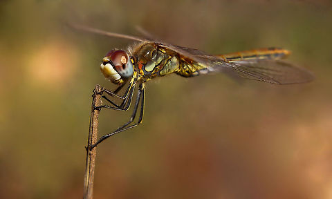 Dragonfly  Dragonfly,Insects,Macro,Odonata,Red-veined darter,Sympetrum fonscolombii,fauna