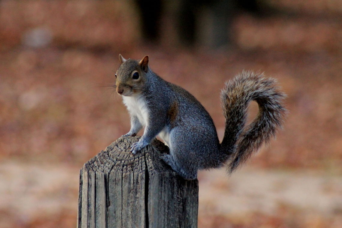 Squirrel on Post Cooper Creek Park, Columbus, Georgia Eastern gray squirrel,Sciurus carolinensis,animals,nature,parks,wildlife