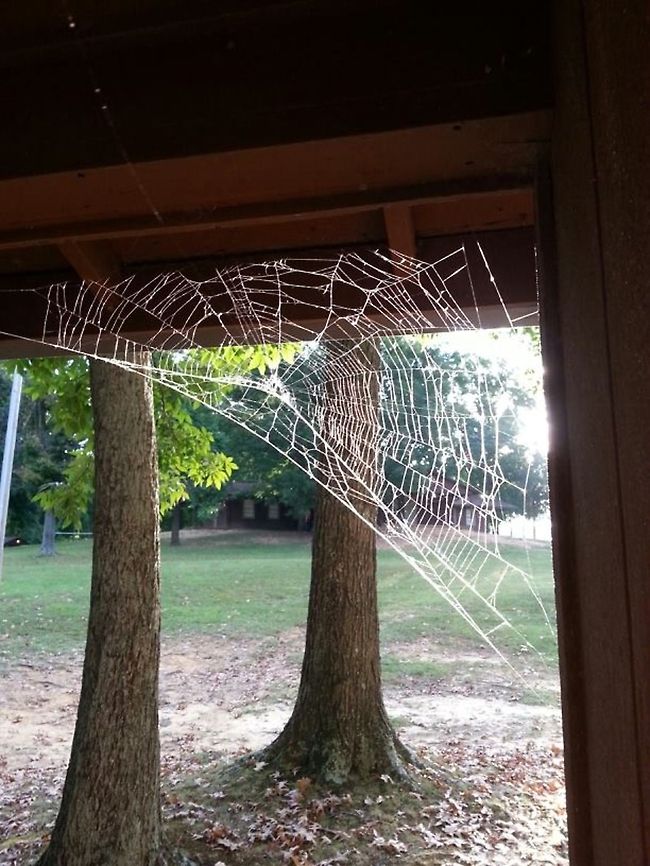 Spider Web  spider web