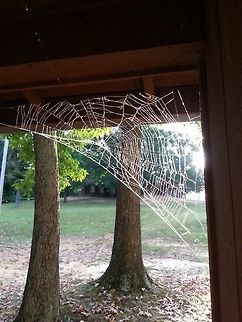 Spider Web  spider web