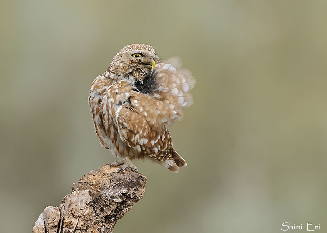 Little owl brushing wings  Athene noctua,Little  Owl