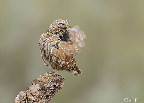 Little owl brushing wings  Athene noctua,Little  Owl