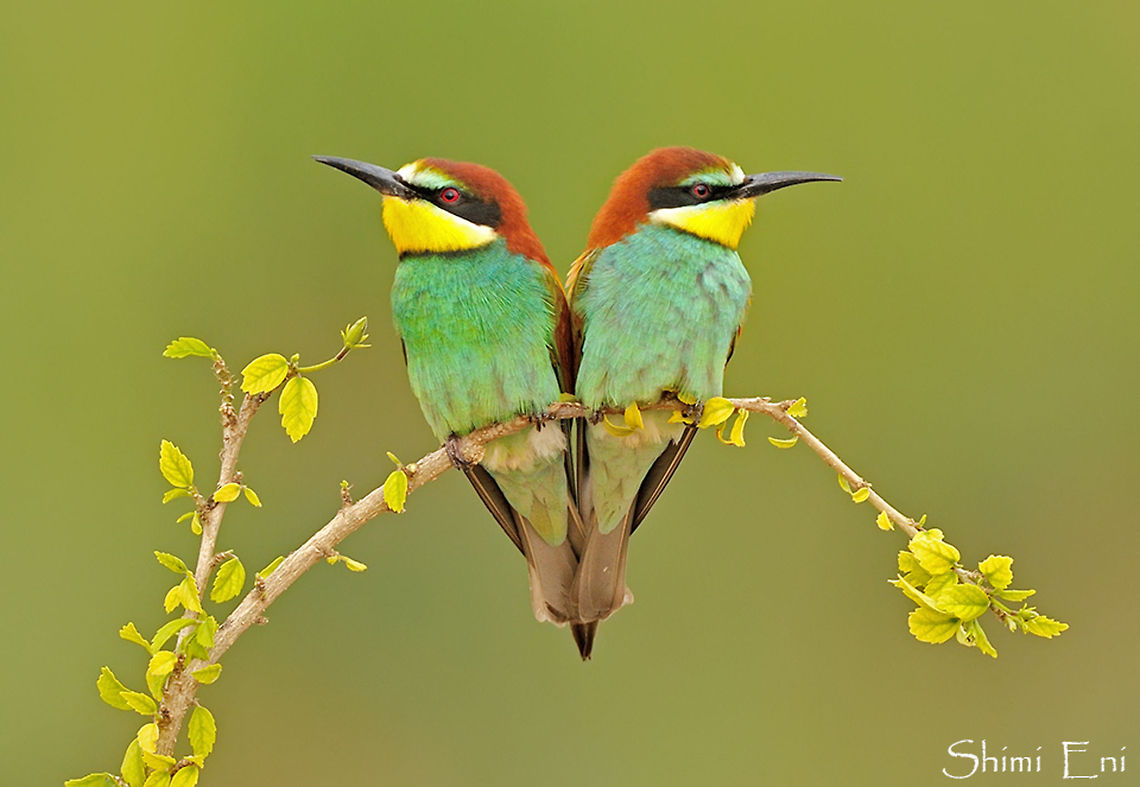 European Bee-eater twins  European Bee-eater,Merops apiaster