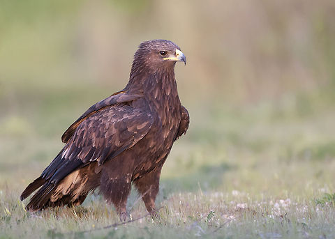 Greater Spotted Eagle on the ground  Aquila clanga,Greater Spotted Eagle
