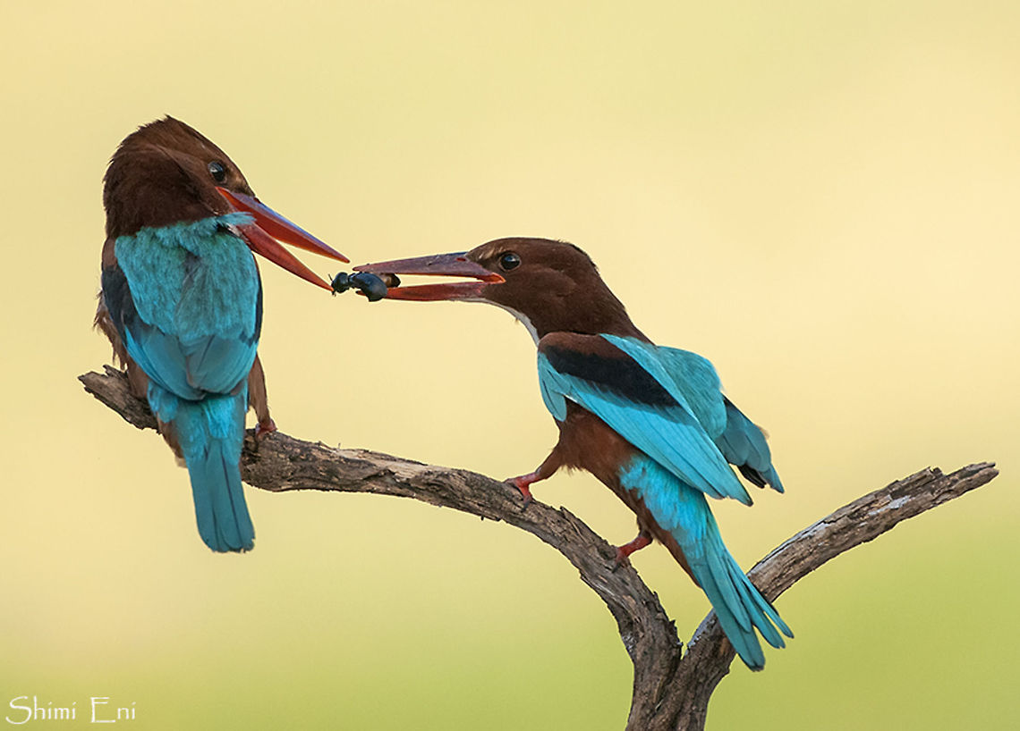 Pair of White-throated Kingfishers sharing insect  Halcyon smyrnensis,White-throated Kingfisher
