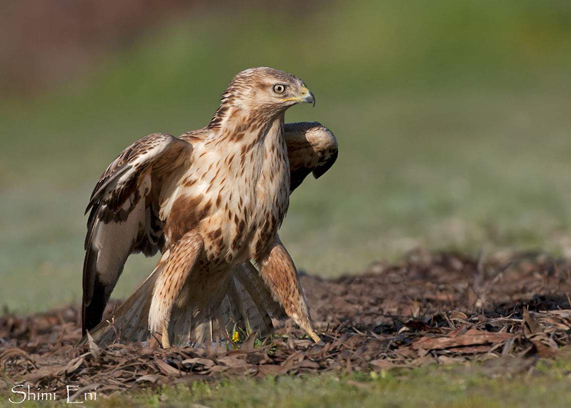 Long-legged Buzzard on ground  Buteo rufinus,Long-legged Buzzard