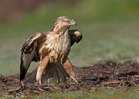 Long-legged Buzzard on ground  Buteo rufinus,Long-legged Buzzard