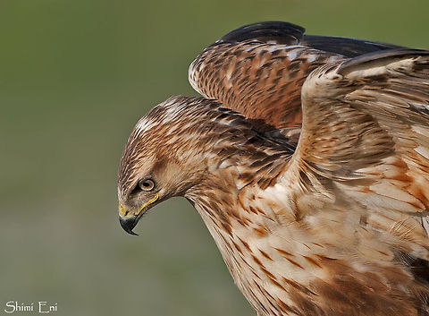 Long-legged Buzzard closeup  Buteo rufinus,Long-legged Buzzard