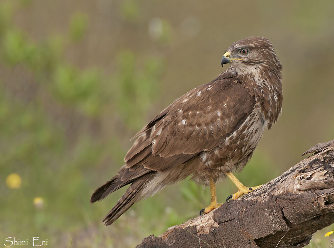 Common Buzzard on tree  Buteo buteo,Common Buzzard