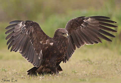 Common Buzzard wings spread  Aquila clanga,Greater Spotted Eagle