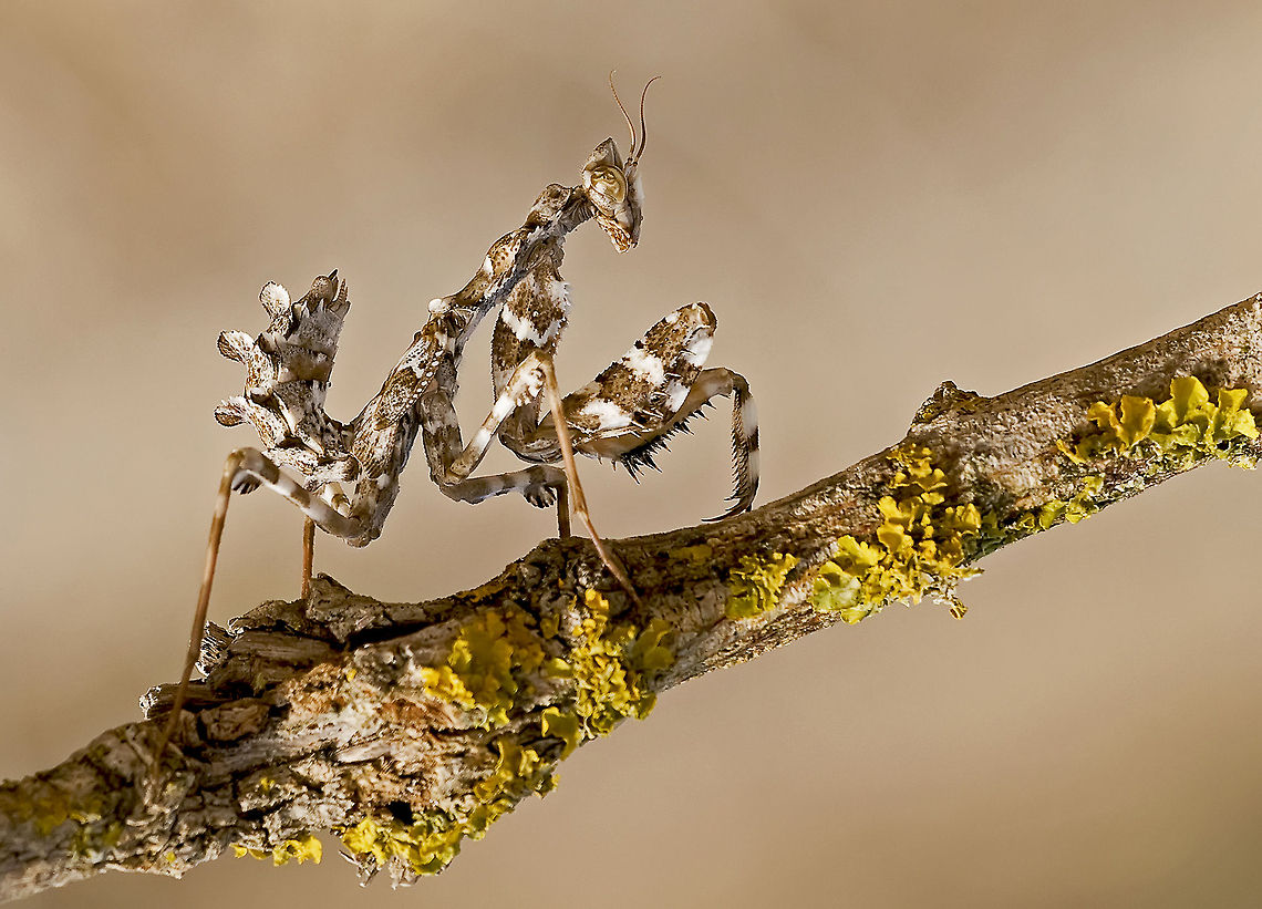 Mantis Gentleness (Blepharopsis mendica) Scary looking mantis waiting on a branch. Blepharopsis mendica,Insects,Macro,Mantis
