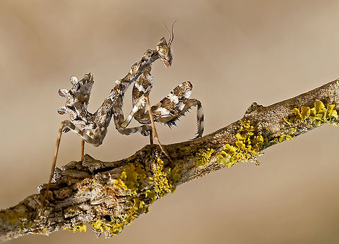 Mantis Gentleness (Blepharopsis mendica) Scary looking mantis waiting on a branch. Blepharopsis mendica,Insects,Macro,Mantis