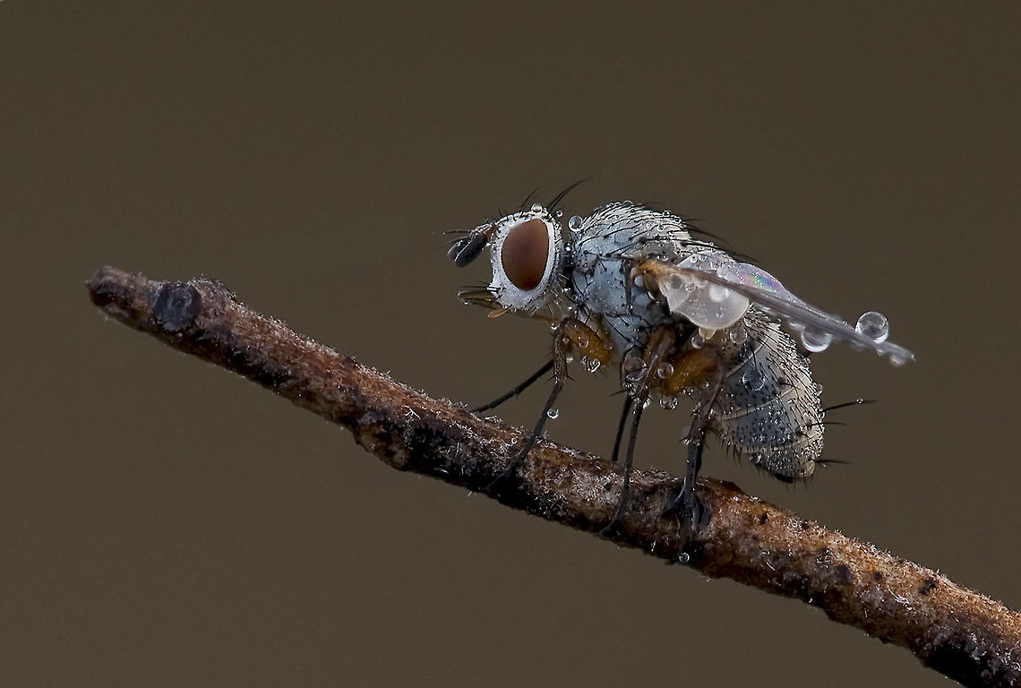 Fly after a shower Closeup of a white-headed fly after a shower. Fly,Insects,Macro,Raindrops