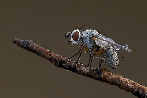 Fly after a shower Closeup of a white-headed fly after a shower. Fly,Insects,Macro,Raindrops