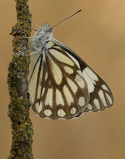 Beauty - White butterfly White butterfly sideview Belenois aurota,Butterfly,Insects,Macro,Pioneer White orBrown-veined White