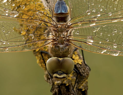 CLOSE-up of a Dragonfly Top view closeup of a Damselfly Anax ephippiger,Dragonfly,Insects,Macro,Raindrops,Vagrant emperor